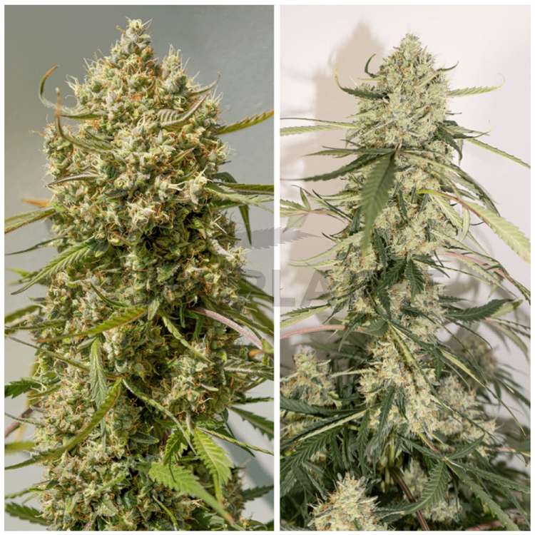 Elephant hemp flower buds
