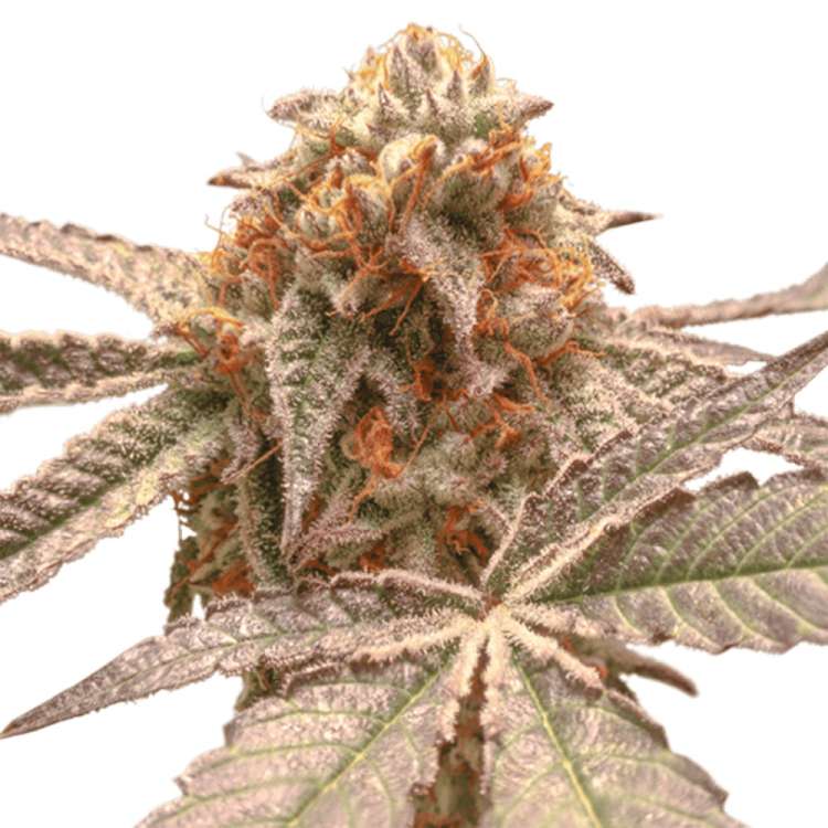Purple OG Punch hemp flower bud