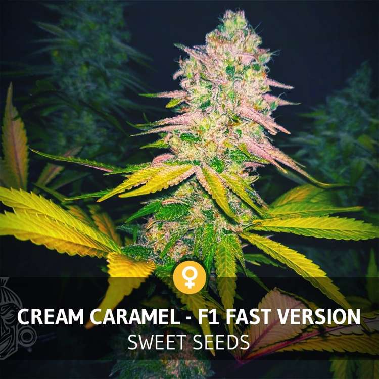 Cream Caramel F1 cannabis flower with dark green background and white text with the name