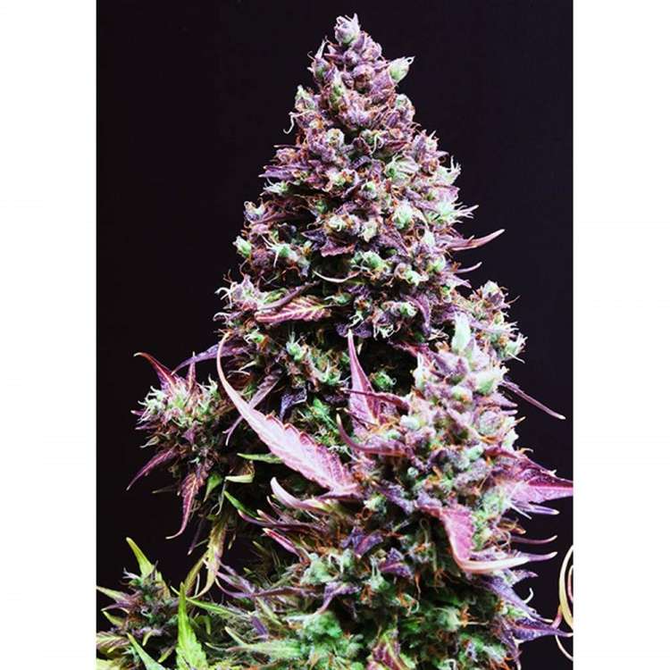 Cream Caramel hemp flower bud