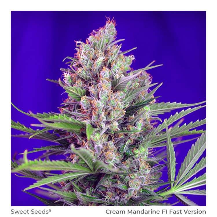 Cream Mandarine F1 hemp flower