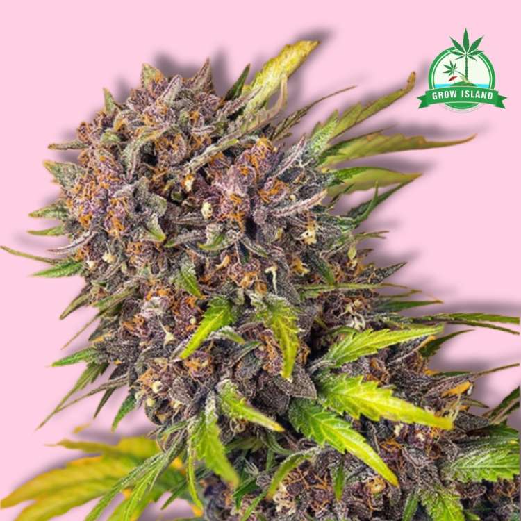 Diablo Rojo XL auto hemp flower long bud with pink background and green Grow Island logo in the right corner
