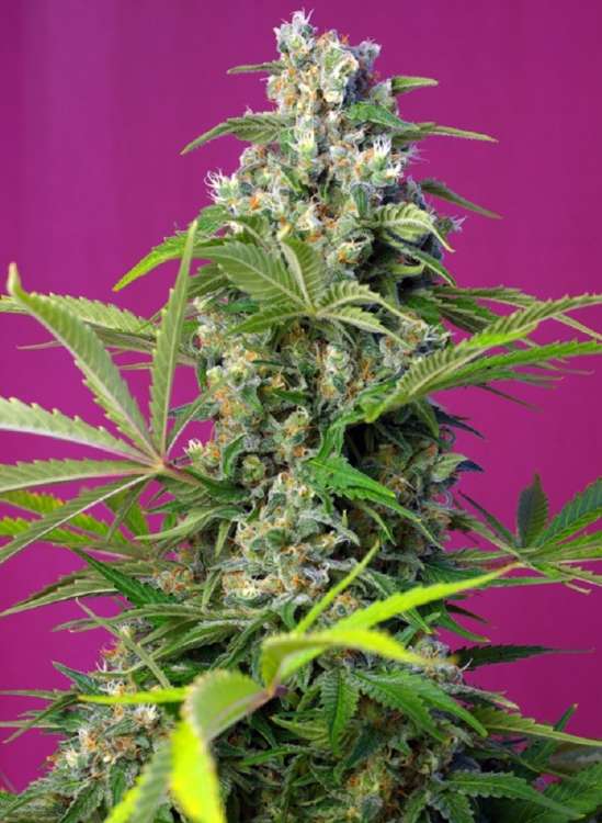 Gorilla Girl hemp flower bud