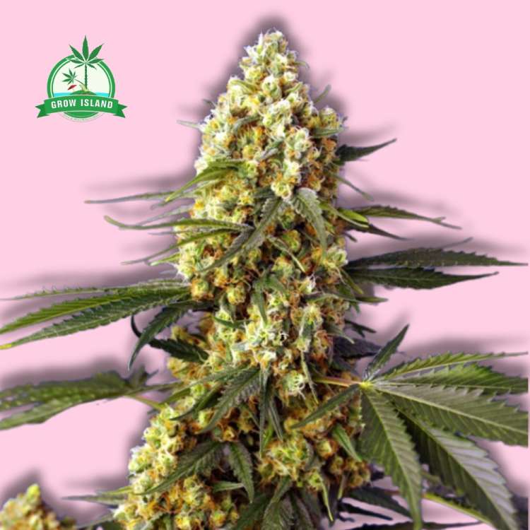 Strawberry Banana Gelato XL auto hemp flower long bud with pink background and green Grow Island logo in the left corner