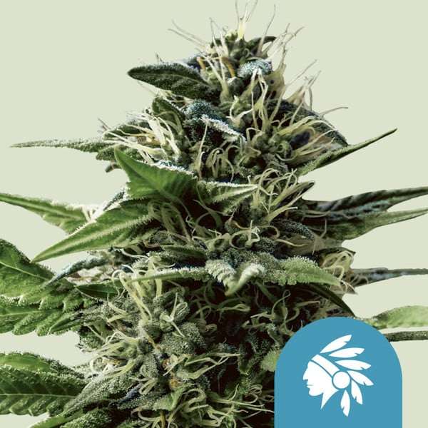 TATANKA PURE CBD hemp flower bud with hell green background