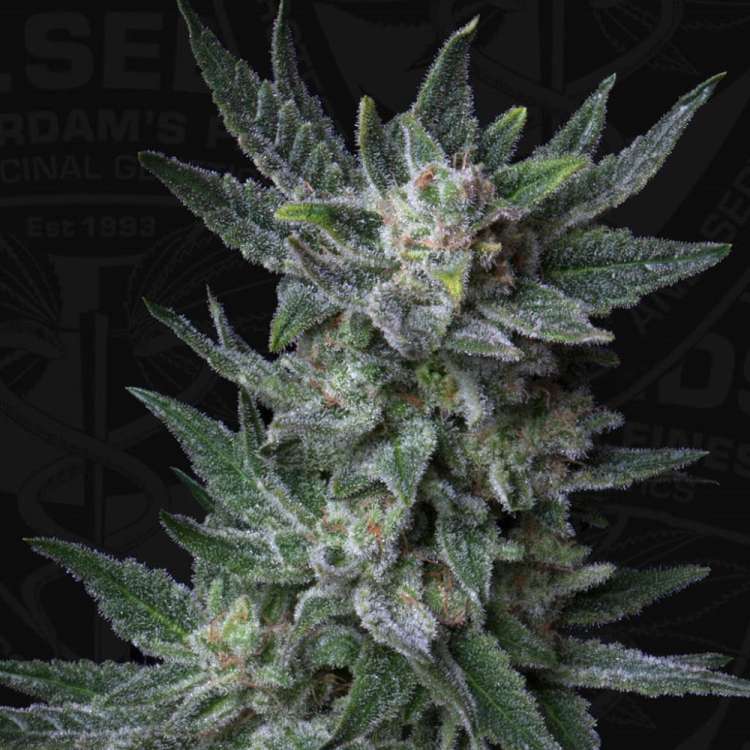 Bubblegum hemp flower bud