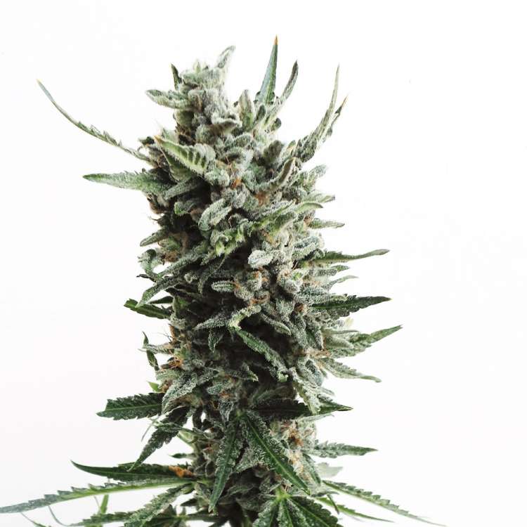 Critical HOG hemp flower bud
