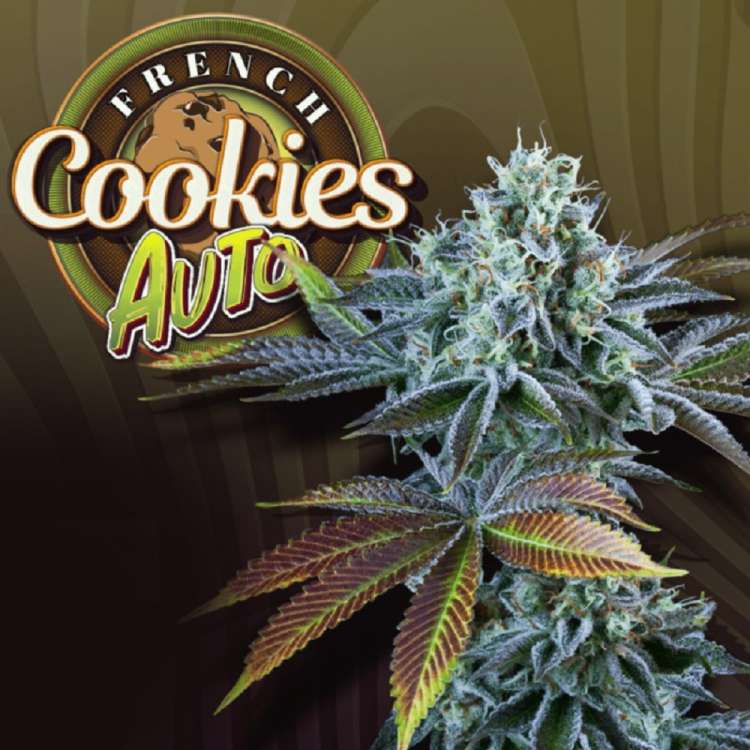French Cookies hemp flower bud and logo with the name