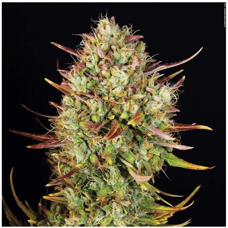 MK Ultra Kush hemp flower bud