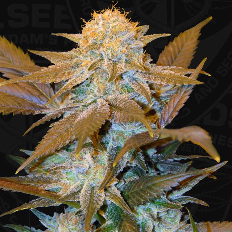 T. H. Seeds / FEM / Critical HOG