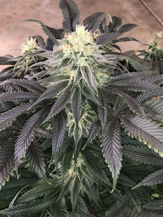 T. H. Seeds / FEM / MK-Ultra