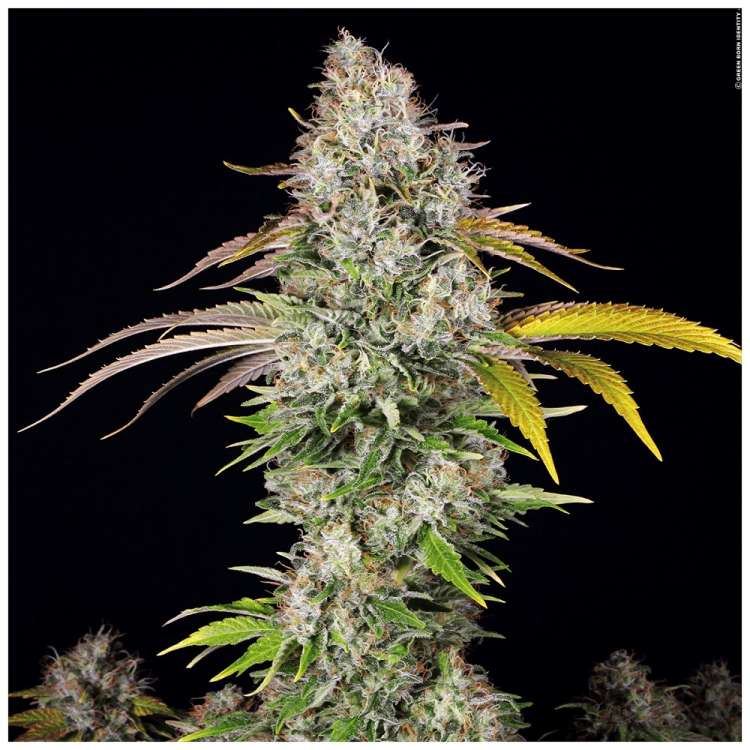 T. H. Seeds / FEM / UnderDawg