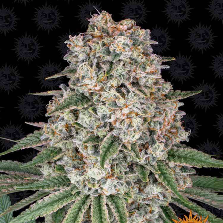 Tropicanna Banana  cannabis flower bud with black background and orange barneys farm sun logo in the right lower corner