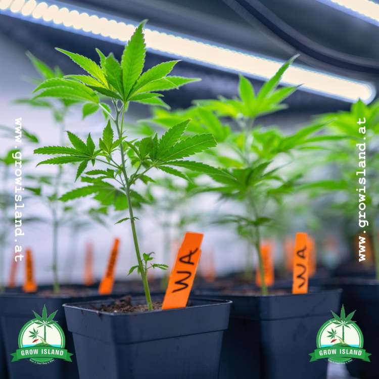 Wappa pre-grown hemp plant and five other in the background two grow island logo in the lower corners, one on left and one on right