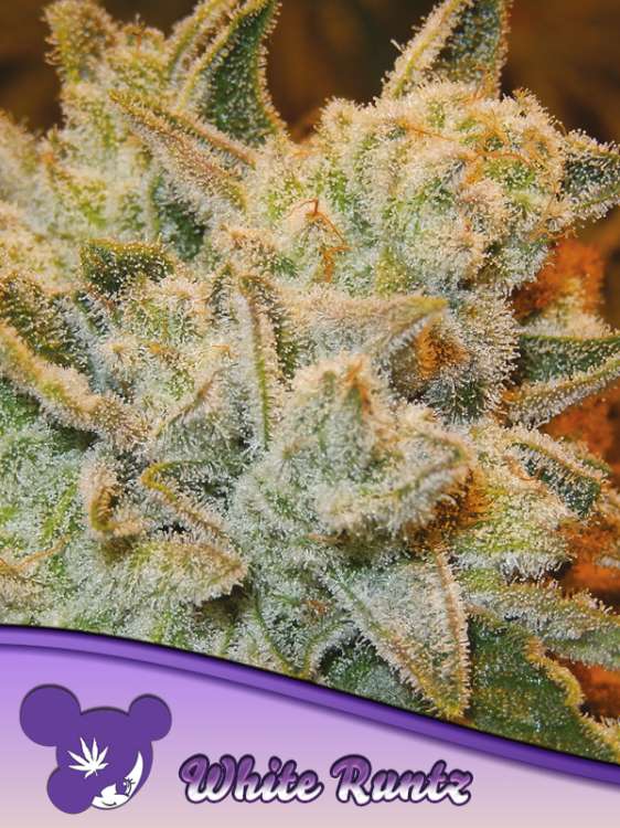Weiße Runtz-Cannabisblüte vor rosafarbenem Hintergrund und Logo von Anesia Seed mit lilahaarigem Frauengesicht in der linken unteren Ecke