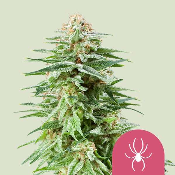 White Widow cannabis flower bud with hell green background