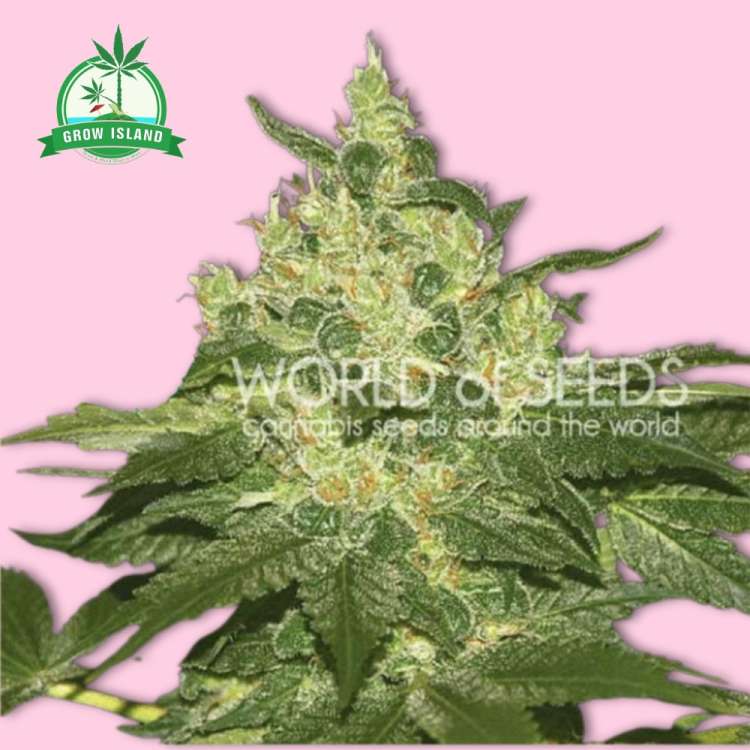 Afghan Kush hemp flower bud with world of seeds text on it, pink background and green Grow Island logo in the upper left corner