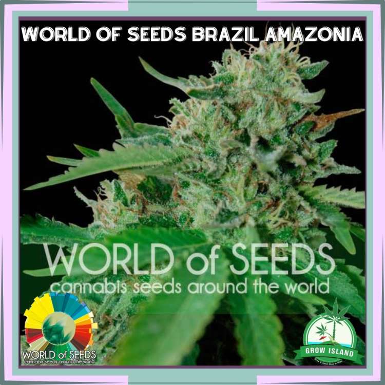 Brazil Amazonia hemp flower bud