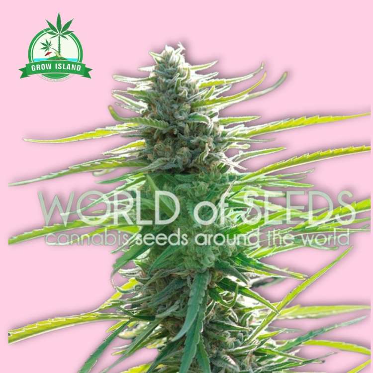 Colombian Gold hemp flower bud with world of seeds text on it, pink background and green Grow Island logo in the upper left corner