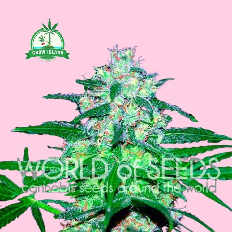 Pakistan Valley hemp flower bud with world of seeds text on it, pink background and green Grow Island logo in the upper left corner