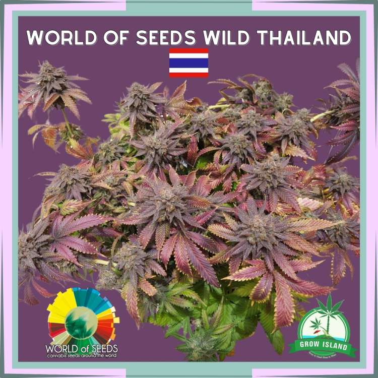Wild Thailand hemp flower bud