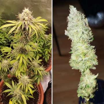 Bruce Lemon Diesel hemp flower thicker, longer buds
