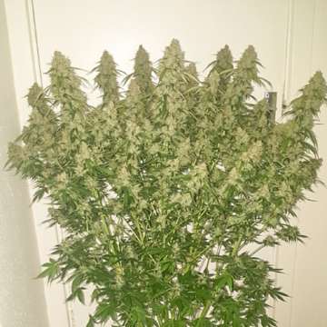 Creeper hemp flower with approximately 28 tall buds