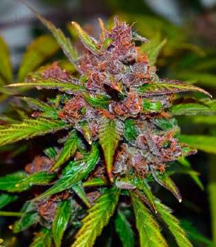 Frisian Dew cannabis flower bud in orange purple shade