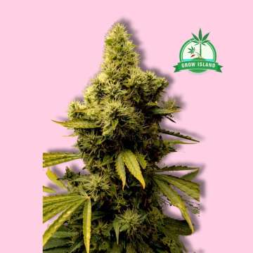 Barney's Farm Pineapple Express cannabis flower bud with hell rose background and green Grow Island logo in the right upper corner