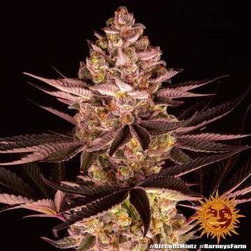 Biscotti Mintz cannabis flower bud with black background and orange barneys farm sun logo in the right lower corner