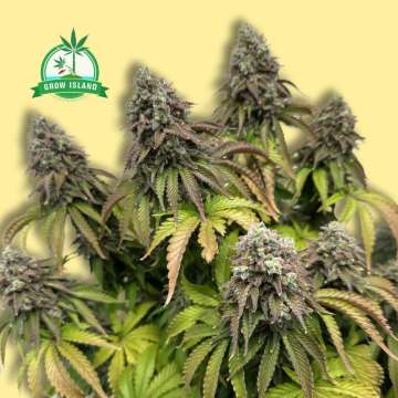 Sieben Cannabisblüten der Sorte Lemon Cherry Gelato vor gelbem Hintergrund mit grünem Grow Island-Logo in der linken oberen Ecke