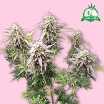 Barney's Farm Tangerine Dream cannabis flower bud with hell rose background and greengrow island logo in the right upper corner