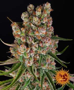 GMO cannabis flower bud with black background and orange barneys farm sun logo in the right lower corner