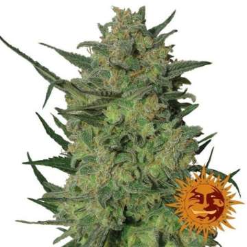 LSD cannabis flower bud and orange barneys farm sun logo in the right lower corner