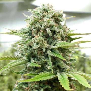 Moby Dick cannabis flower in a grow tent