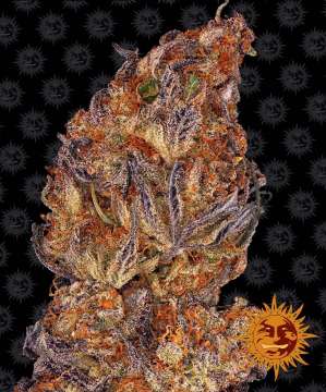 Runtz cannabis flower bud with black background and orange barneys farm sun in the right lower corner