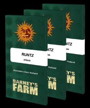 Runtz seed pack in dark green color with orange barneys farm sun logo