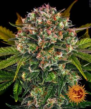 Strawberry Cheesecake cannabis flower bud with black background and orange barneys farm sun in the right lower corner