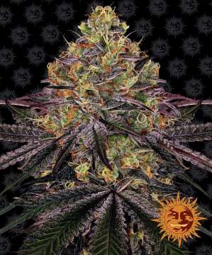 Watermelon Zkittlez cannabis flower bud with black background and orange barneys farm sun in the right lower corner