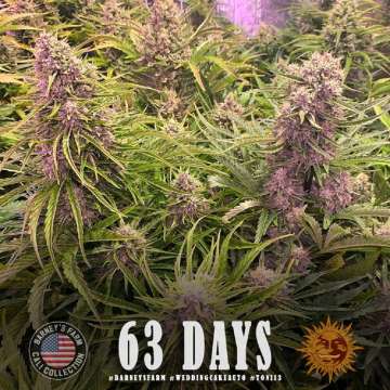 Wedding Cake cannabis flower in the 63 Days of flowering time, with purple shade buds and an orange barneys farm sun logo in the lower right corner