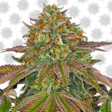 Wedding Cake cannabis flower bud