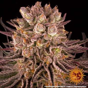 Mimosa X Orange Punch cannabis flower bud with black background and orange barneys farm sun in the right lower corner