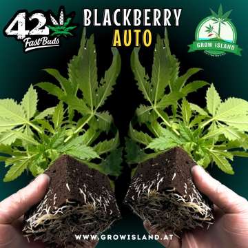 2 hands holding 2 Blackberry Auto seedling with dark green background, green grow island logo in the upper right corner, Fast buds logo in the left upper corner, seedling name text in the upper middle and growisland.at in the lower middle