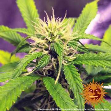 Blue Cheese cannabis flower bud with purple background and orange barneys farm sun logo in the right lower corner