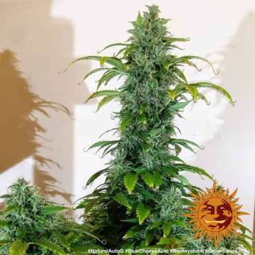Blue Cheese cannabis flower bud with brown background and orange barneys farm sun logo in the right lower corner
