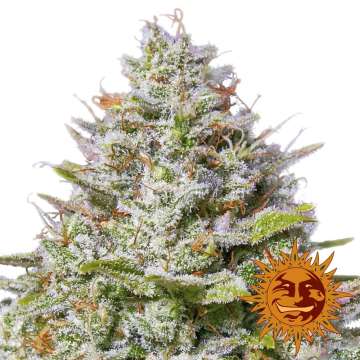 Blue Gelato 41 cannabis flower bud and orange barneys farm sun logo in the right lower corner