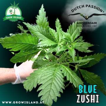 a hand is holding Blue Zushi seedling with dark green background, green grow island logo in the upper left corner, dutch passion logo in the right upper corner, seedling name text in the lower right corner and growisland.at in the lower left corner