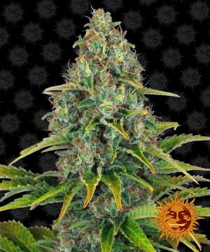 Blue Cheese cannabis flower bud with black background and orange barneys farm sun logo in the right lower corner