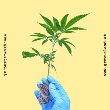 hand is holding a small Bushmans hemp plant
