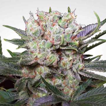 Californian Gold hemp flower bud